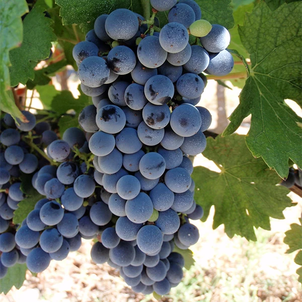 SAUVIGNON