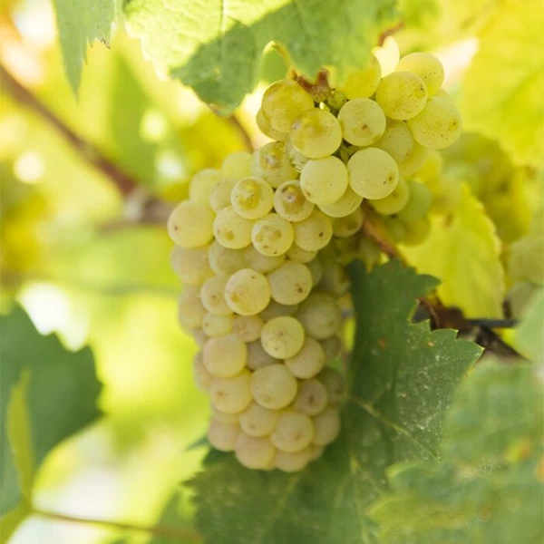 SAUVIGNON