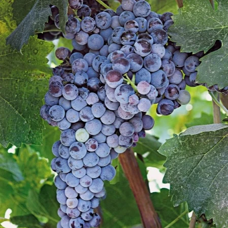 SAUVIGNON