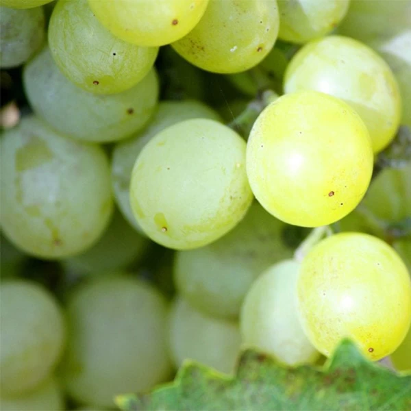 SAUVIGNON