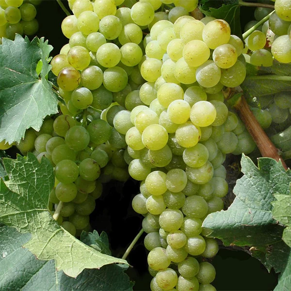 SAUVIGNON