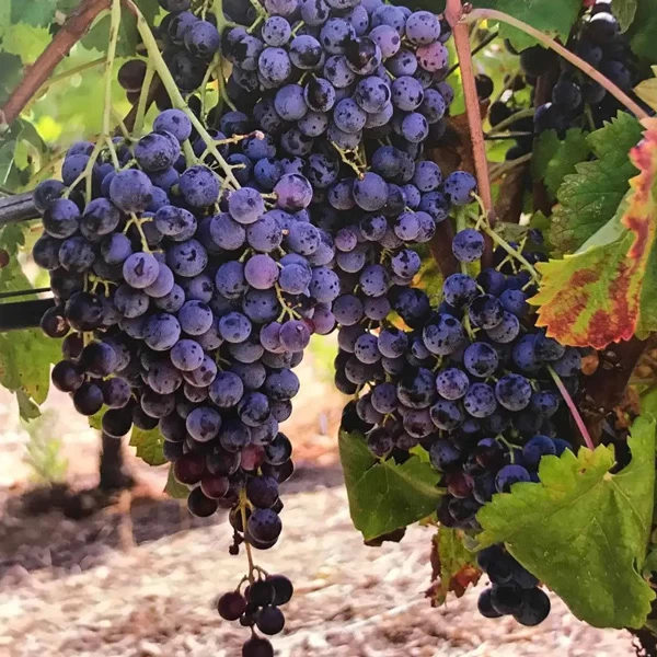 SAUVIGNON