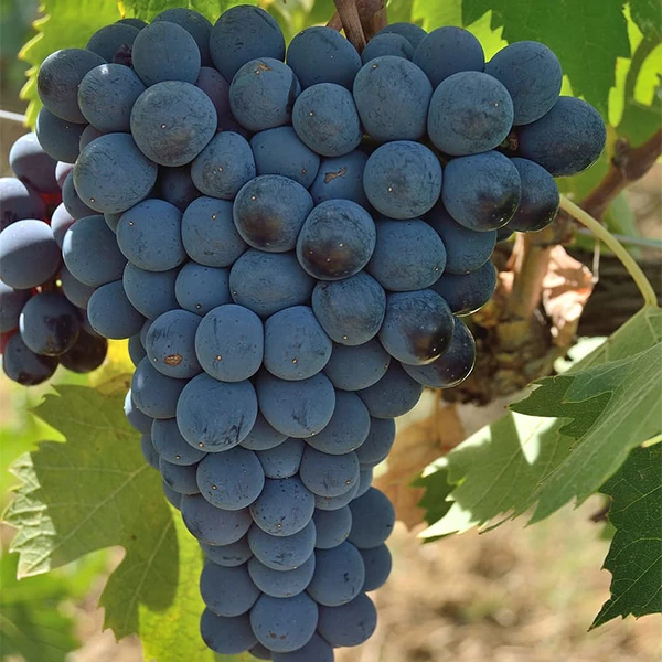 SAUVIGNON