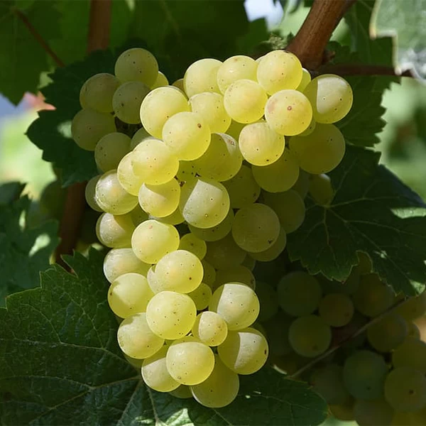 SAUVIGNON