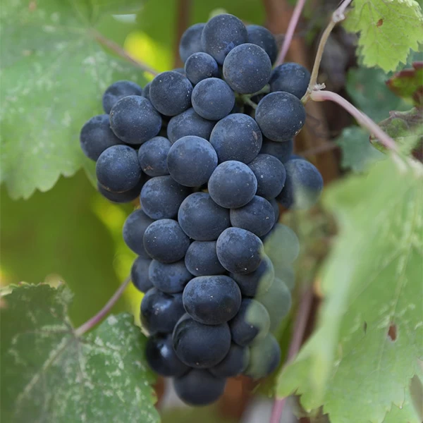 SAUVIGNON