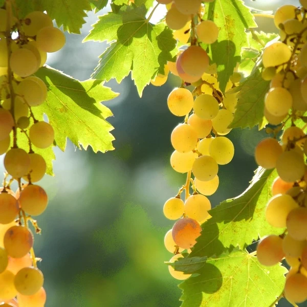 SAUVIGNON