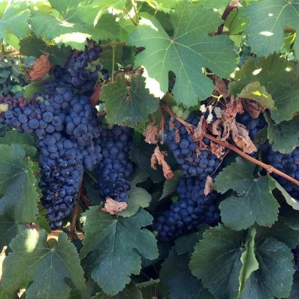 SAUVIGNON