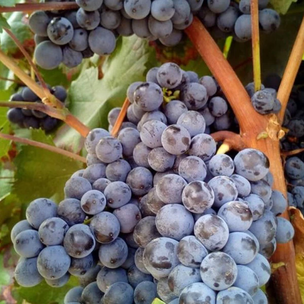 SAUVIGNON