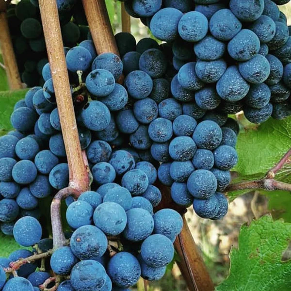 SAUVIGNON