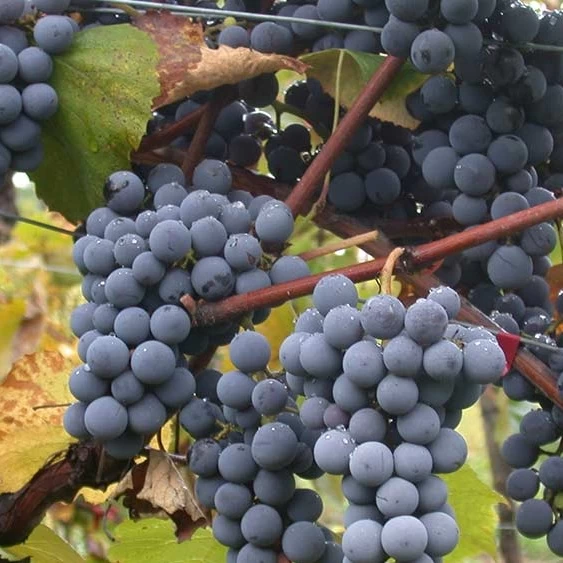 SAUVIGNON