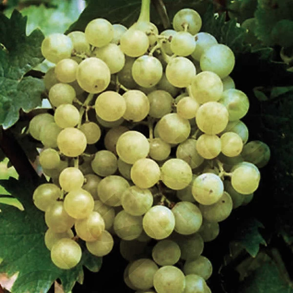 SAUVIGNON