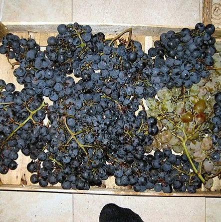 SAUVIGNON