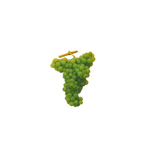 SAUVIGNON