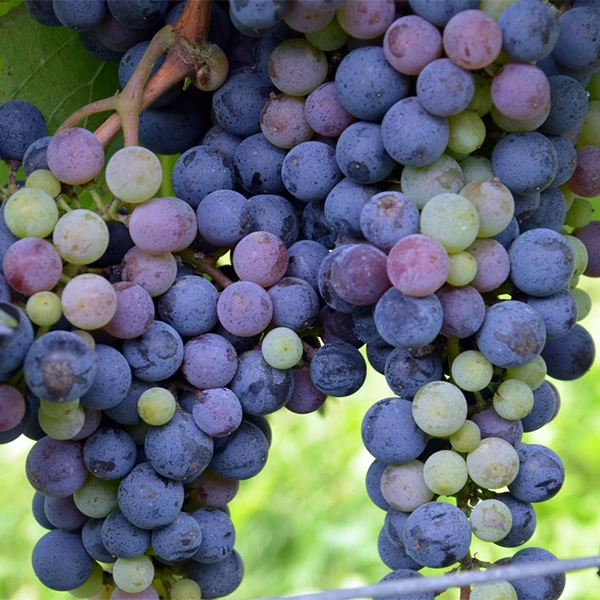 SAUVIGNON