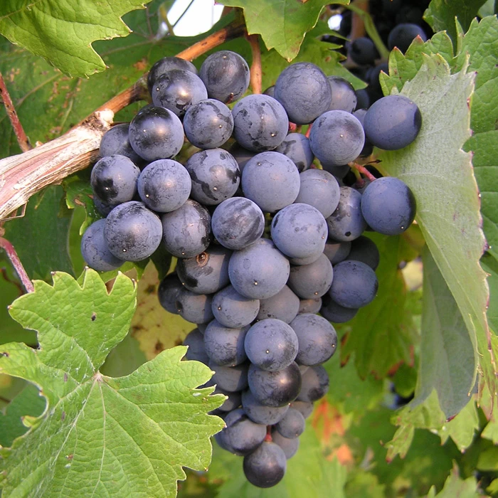 SAUVIGNON