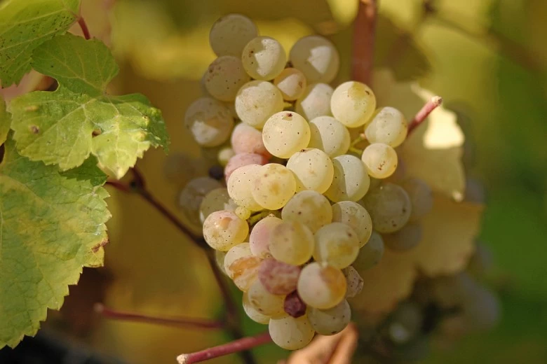 SAUVIGNON