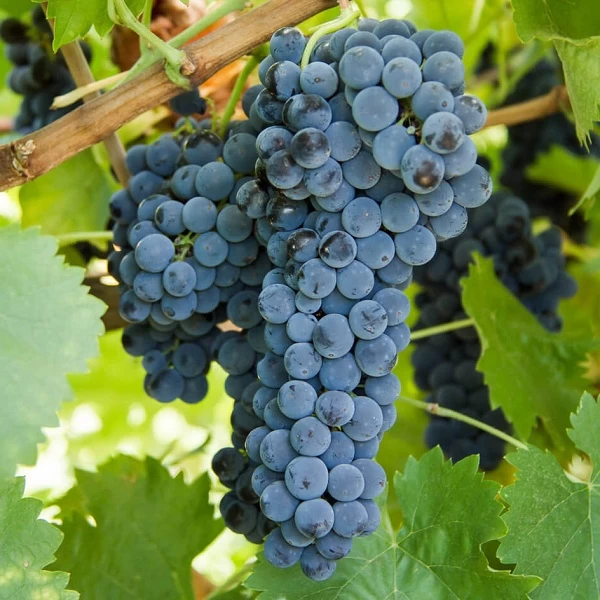 SAUVIGNON