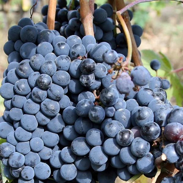SAUVIGNON