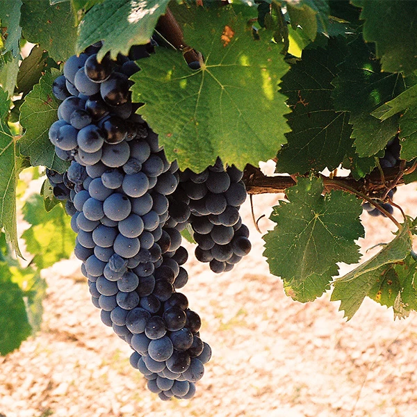 SAUVIGNON