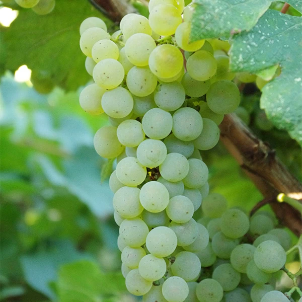 SAUVIGNON