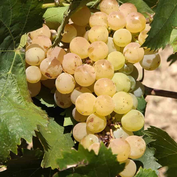 SAUVIGNON