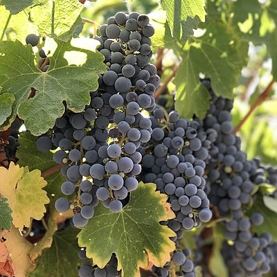 SAUVIGNON
