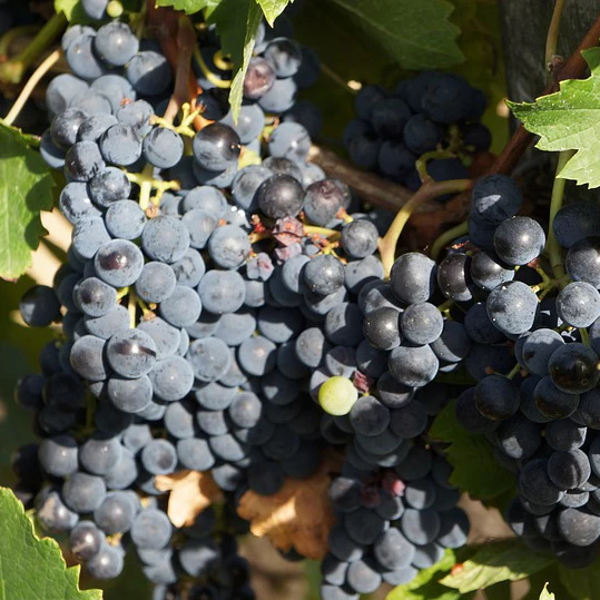 SAUVIGNON