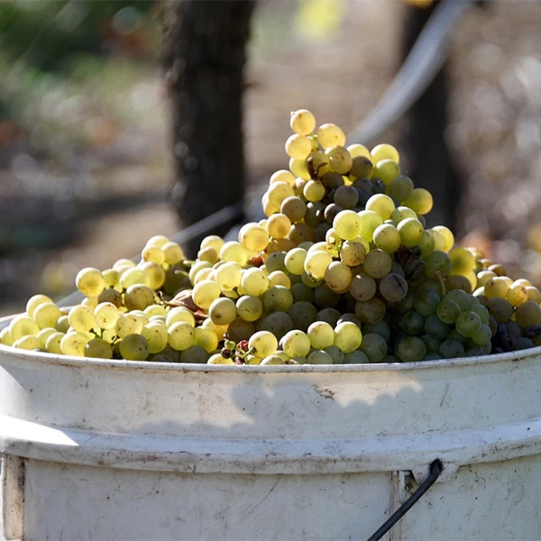 SAUVIGNON