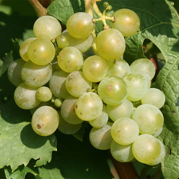 SAUVIGNON