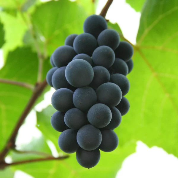 SAUVIGNON
