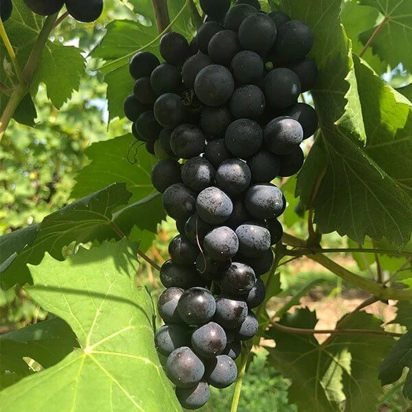 SAUVIGNON