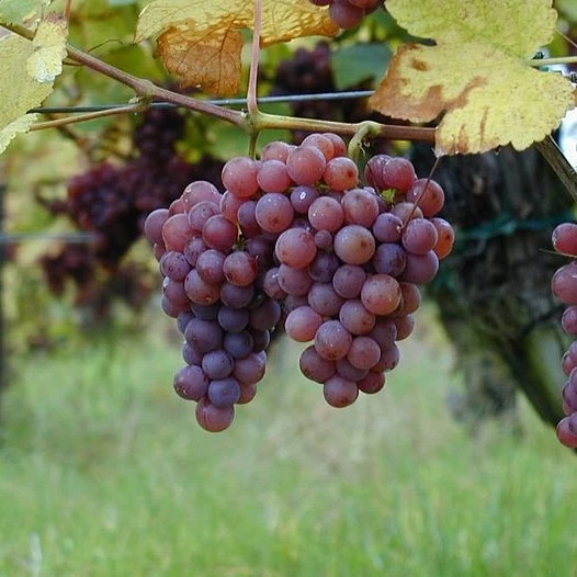 SAUVIGNON
