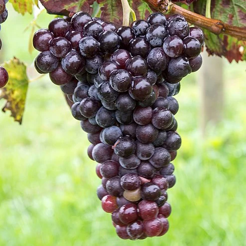 SAUVIGNON