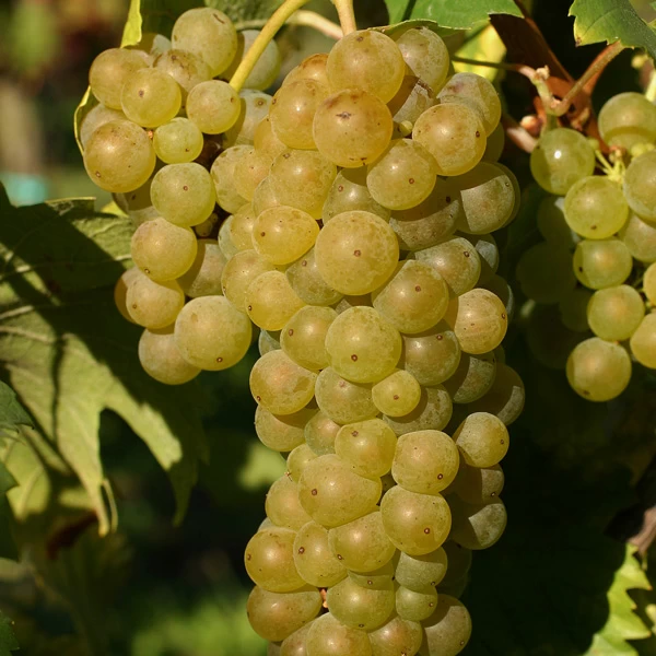 SAUVIGNON