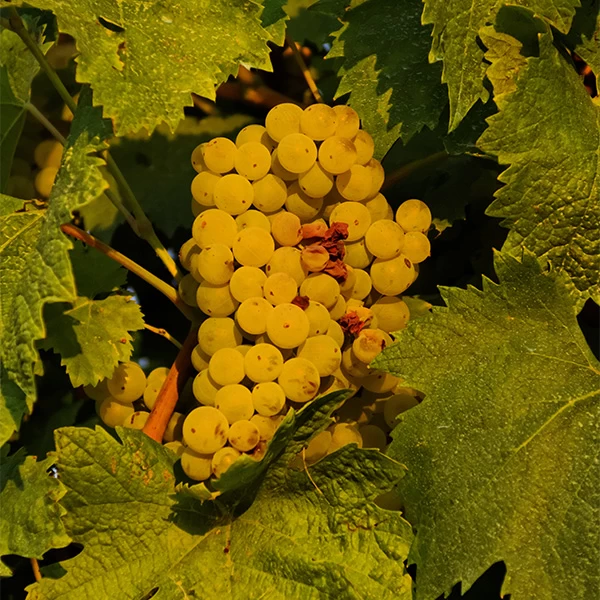 SAUVIGNON