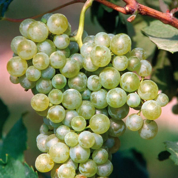 SAUVIGNON