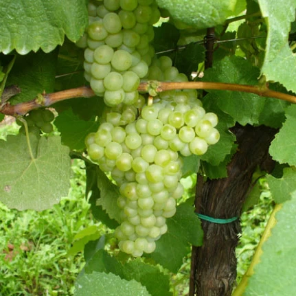 SAUVIGNON