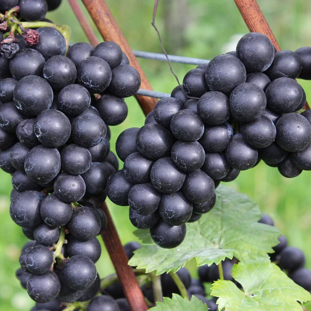 SAUVIGNON