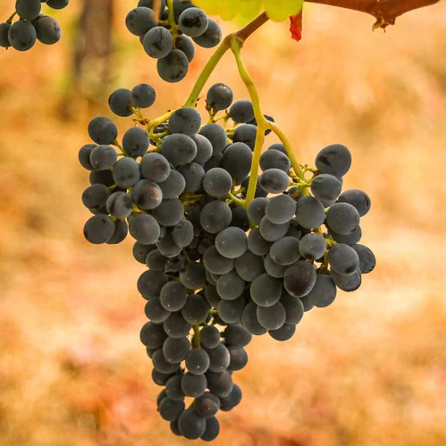 SAUVIGNON