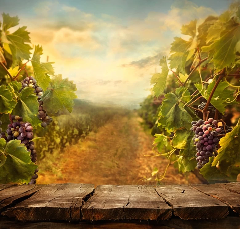 SAUVIGNON