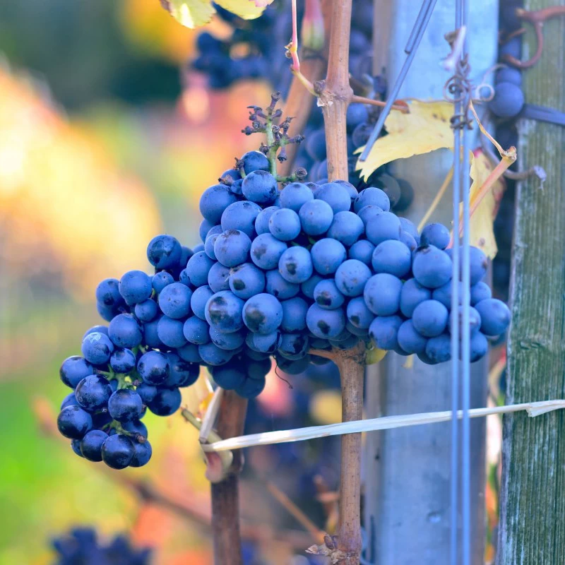 SAUVIGNON
