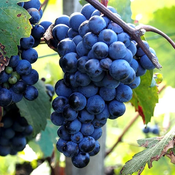 SAUVIGNON