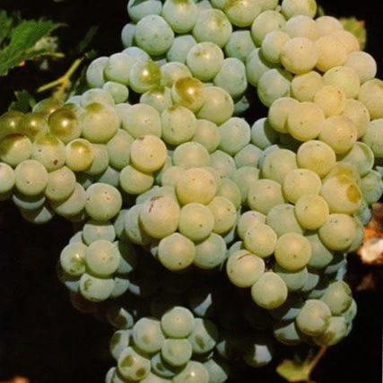 SAUVIGNON