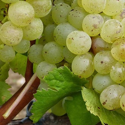 SAUVIGNON