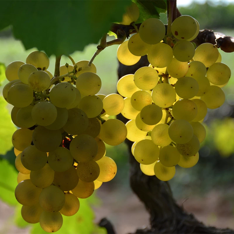 SAUVIGNON
