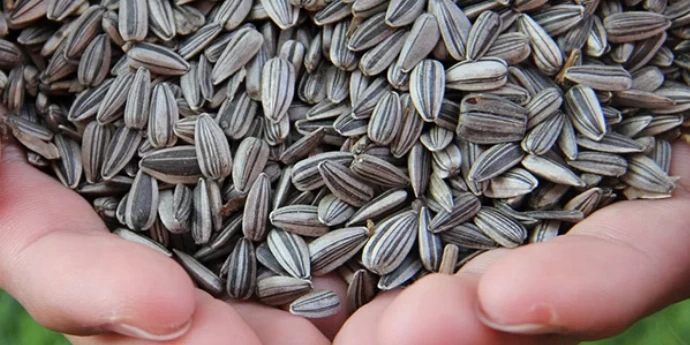 KORISTI PO ZDRAVLJE OD SEMENKI SUNCOKRETA