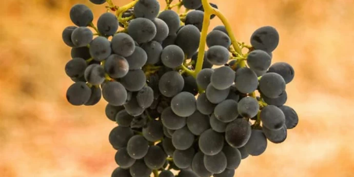 VINO SYRAH