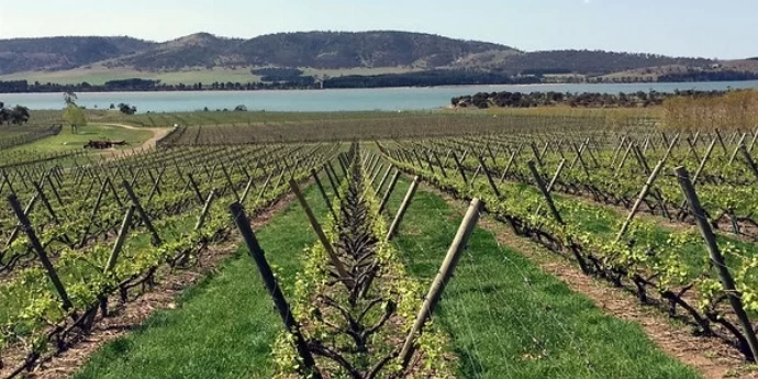 AUSTRALIJSKA VINA