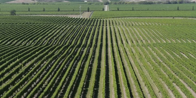 VINSKI REGIONI NOVOG ZELANDA