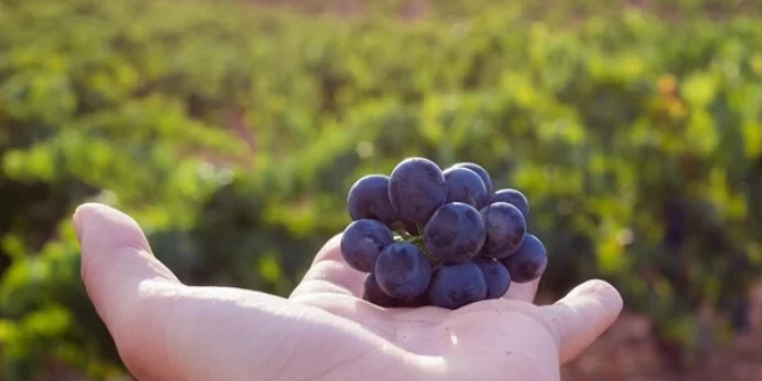 VINSKE REGIJE ARGENTINE